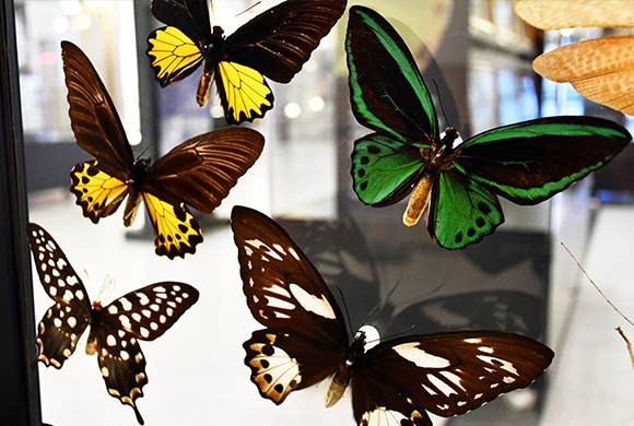 El mundo de los insectos revive en el Museo Nacional de Historial&nbsp;Natural