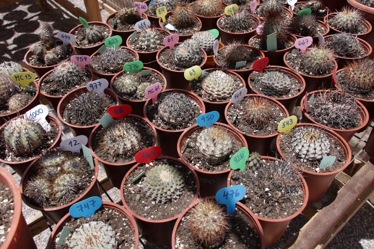 Inauguran en pleno Desierto de Atacama el primer centro de cactus rescatados