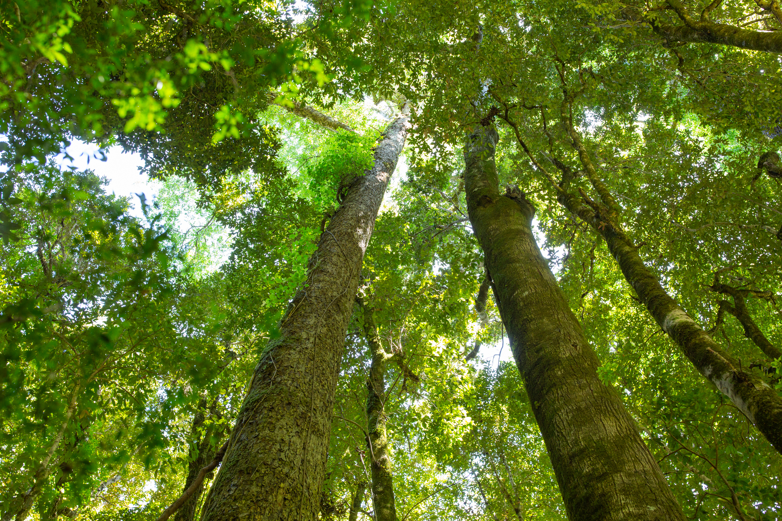 ¿Sabías que en Chile están los robles pellines más altos y antiguos del mundo?