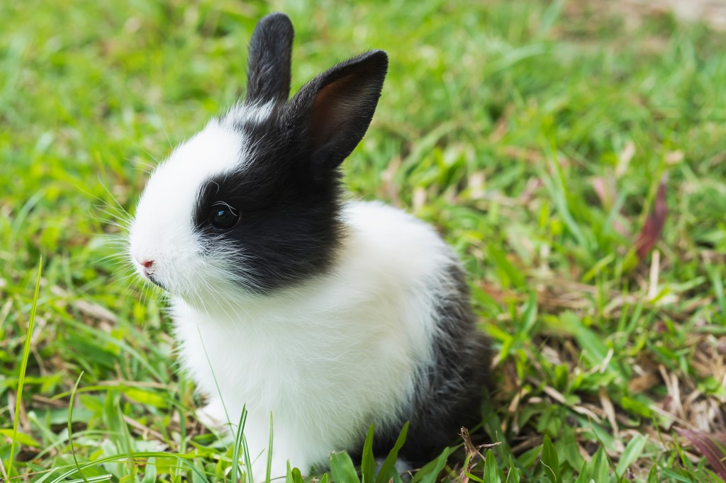Primer ranking de puntos de venta Cruelty Free se realiza en&nbsp;Chile.