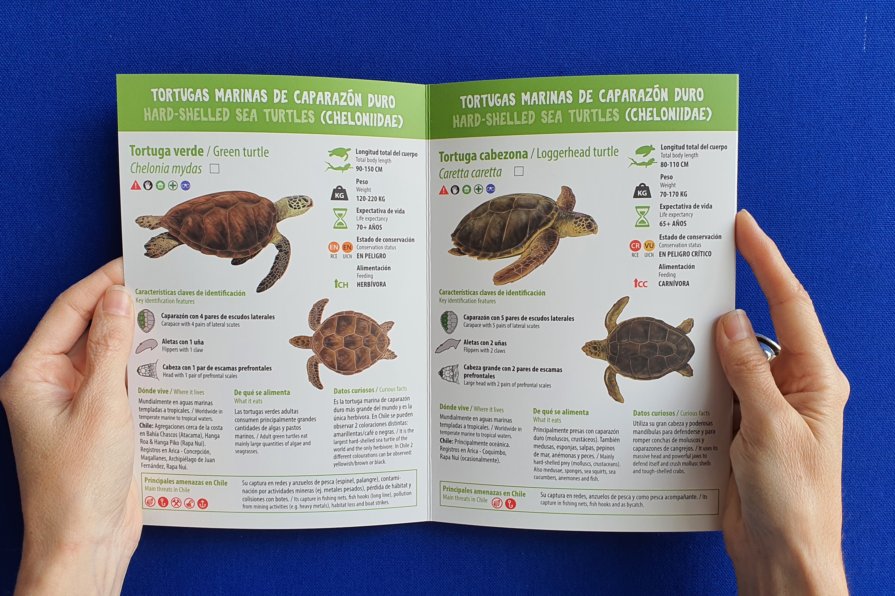 Lanzan la Primera Guía de Tortugas Marinas de Chile: una colaboración por la Educación Ambiental Marina.