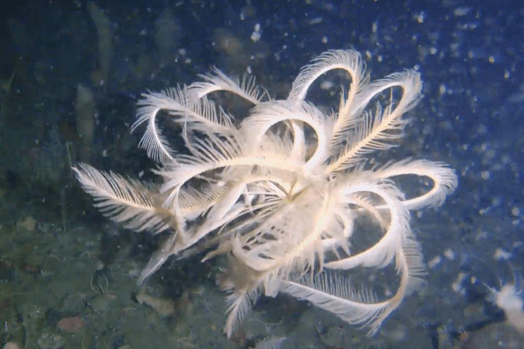 Descubren especie marina única durante expedición en la&nbsp;Antártica