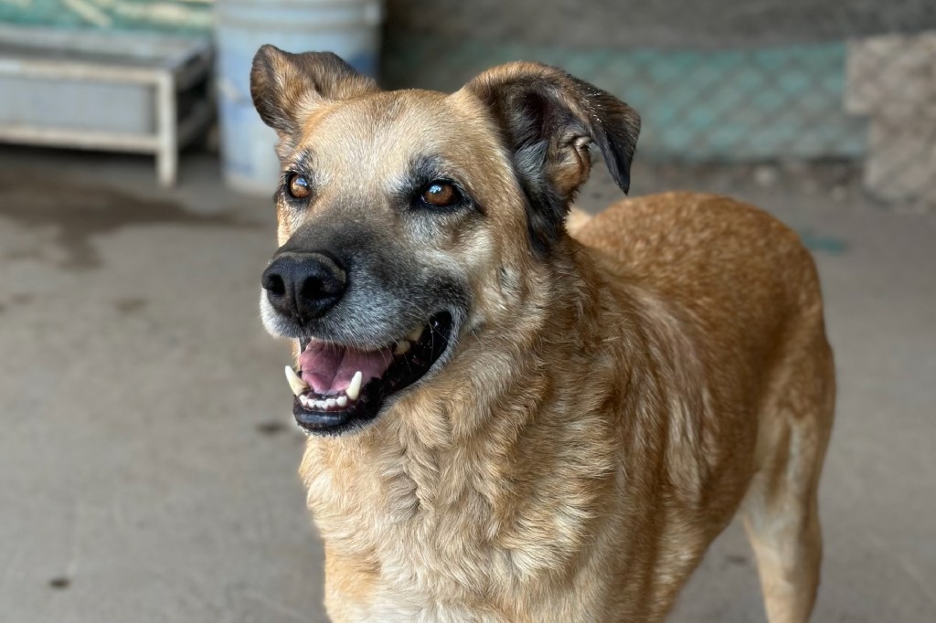 Adoptar un perro senior es la mejor compañía y acá te damos las&nbsp;razones