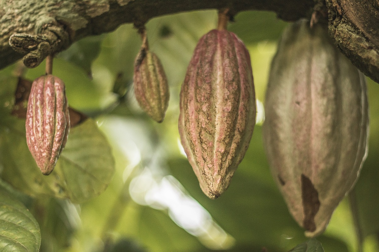 Día Mundial del Reciclaje: Sustentabilidad en el proceso del Chocolate