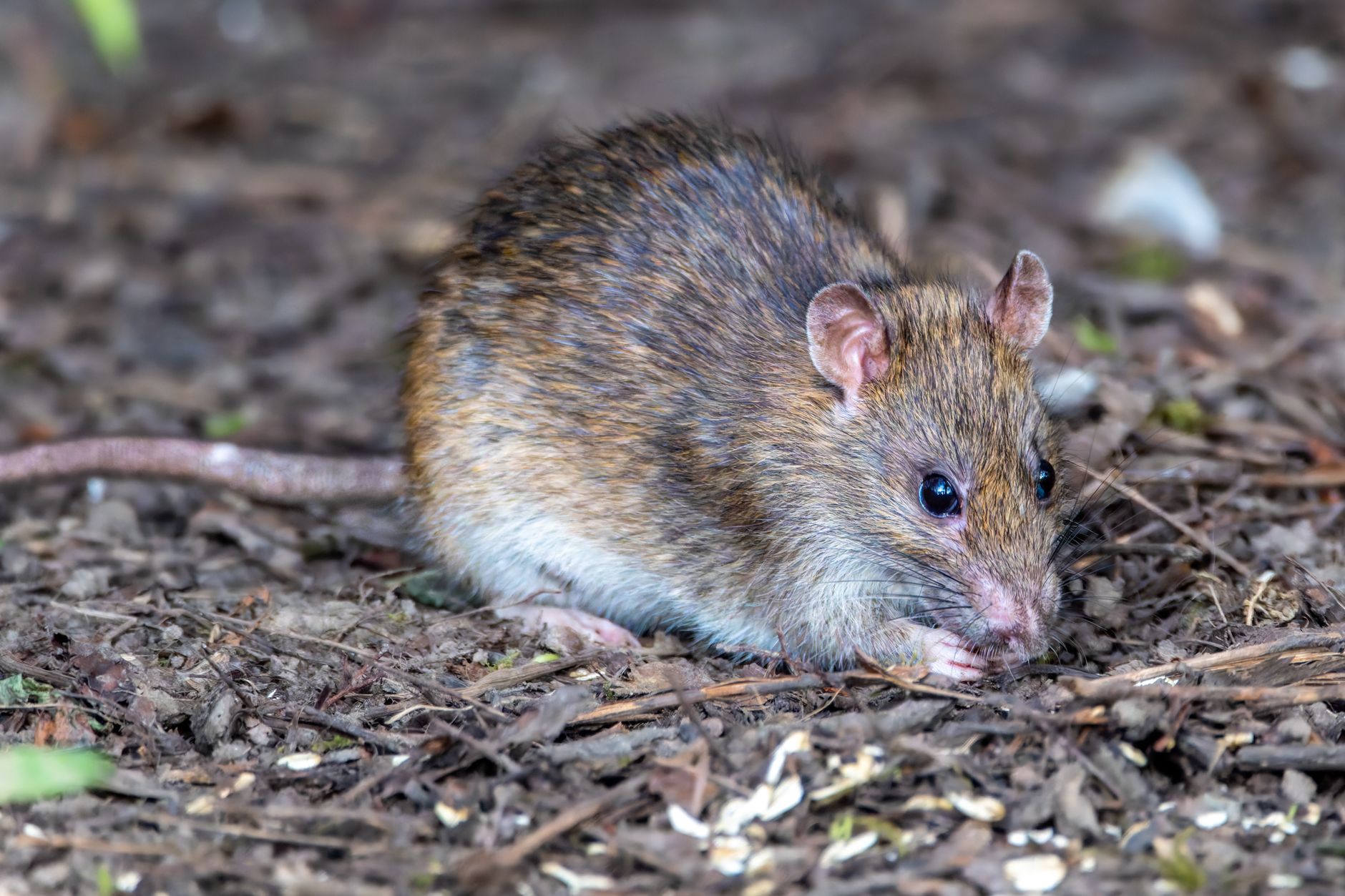 close up of a brown rat in the forest
