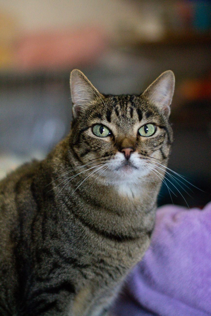 Día Internacional del Gato: la sobrepoblación no es un problema de los gatos, sino de los humanos