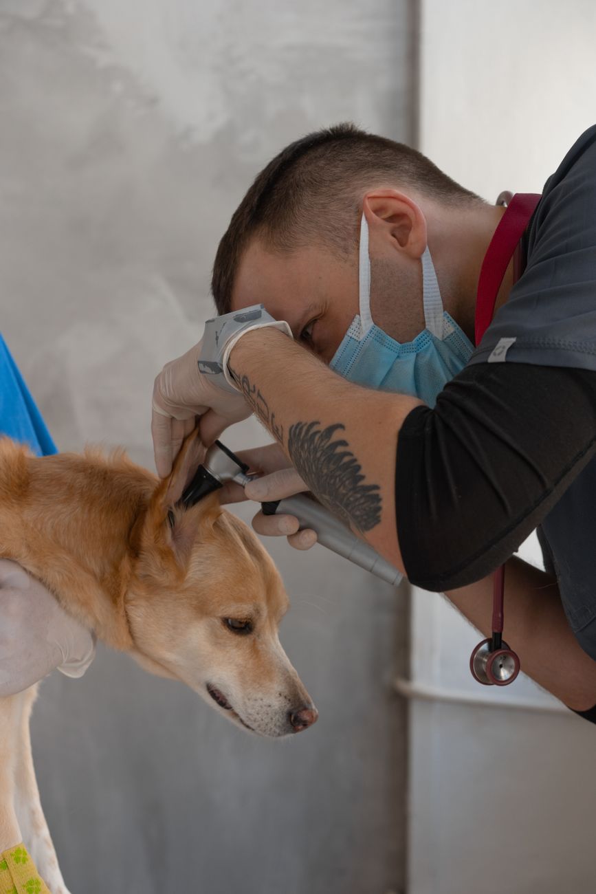 ComparaOnline detecta diferencias de hasta 648% en consultas veterinarias